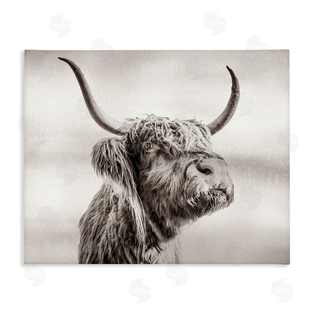 Julia Frost Horned Highland Cow Gazing Stretched Canvas Wall Art Print