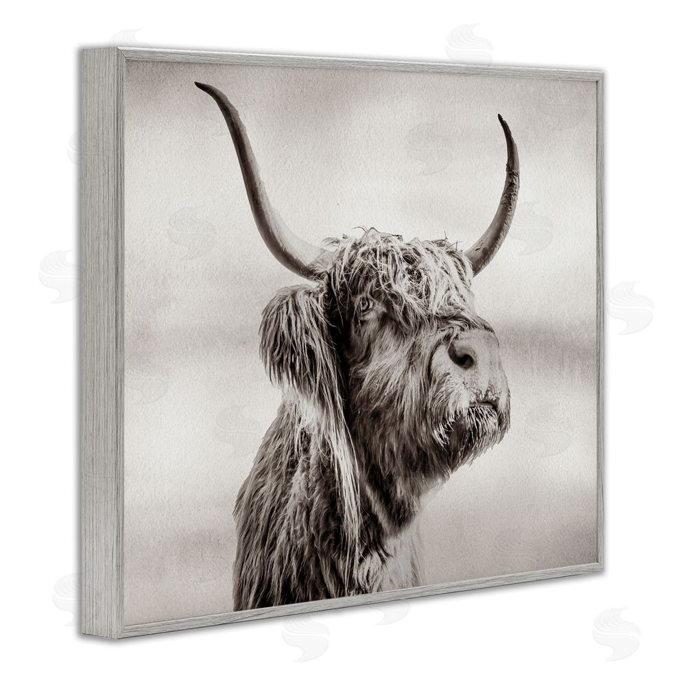 Julia Frost Horned Highland Cow Gazing Gray Framed Giclee Wall Art Print
