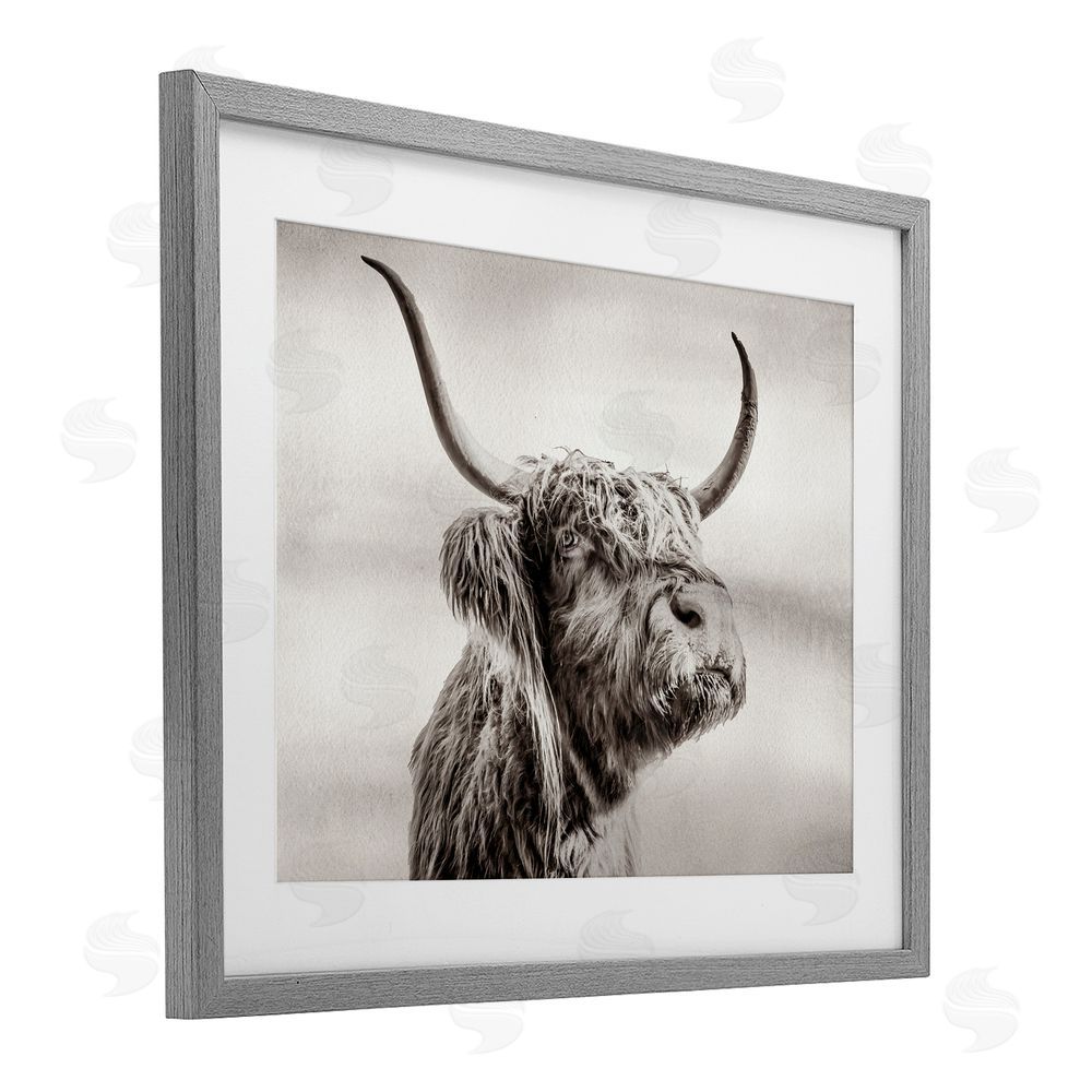 Julia Frost Horned Highland Cow Gazing Gray Framed Print Under Glass Wall Art