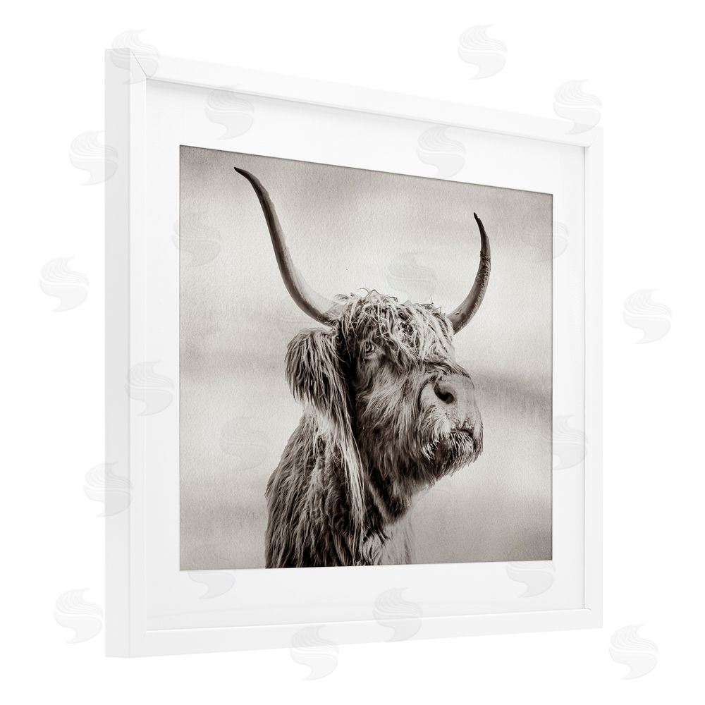 Julia Frost Horned Highland Cow Gazing White Framed Print Under Glass Wall Art
