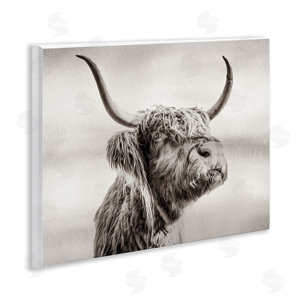 Julia Frost Horned Highland Cow Gazing Wooden Wall Plaque Art Print