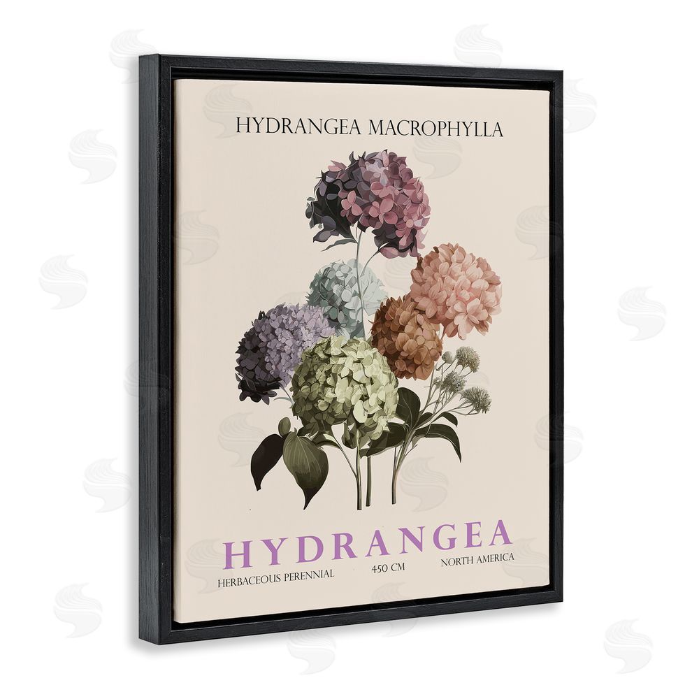 Christopher Giampietro Nature Hydrangea Bundle Black Floating Frame Canvas Wall Art Print