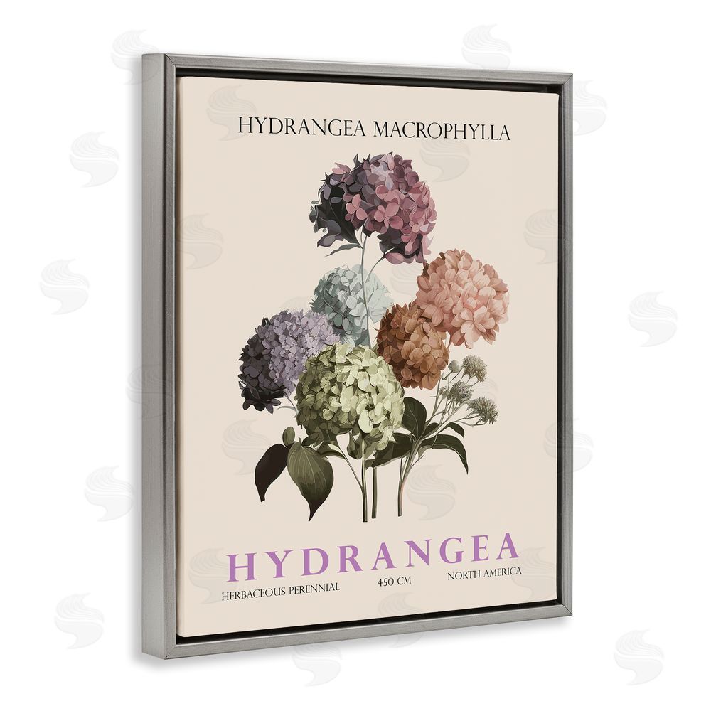 Christopher Giampietro Nature Hydrangea Bundle Gray Floating Frame Canvas Wall Art Print