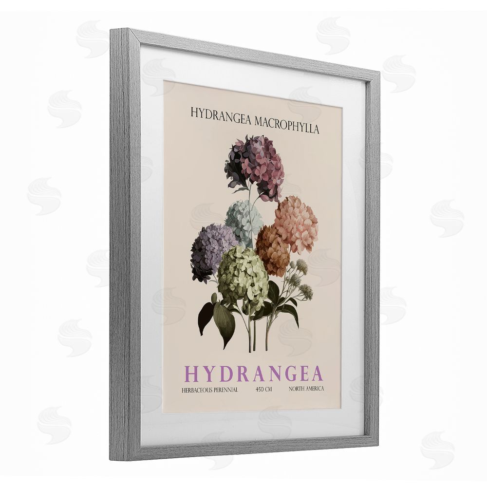 Christopher Giampietro Nature Hydrangea Bundle Gray Framed Print Under Glass Wall Art