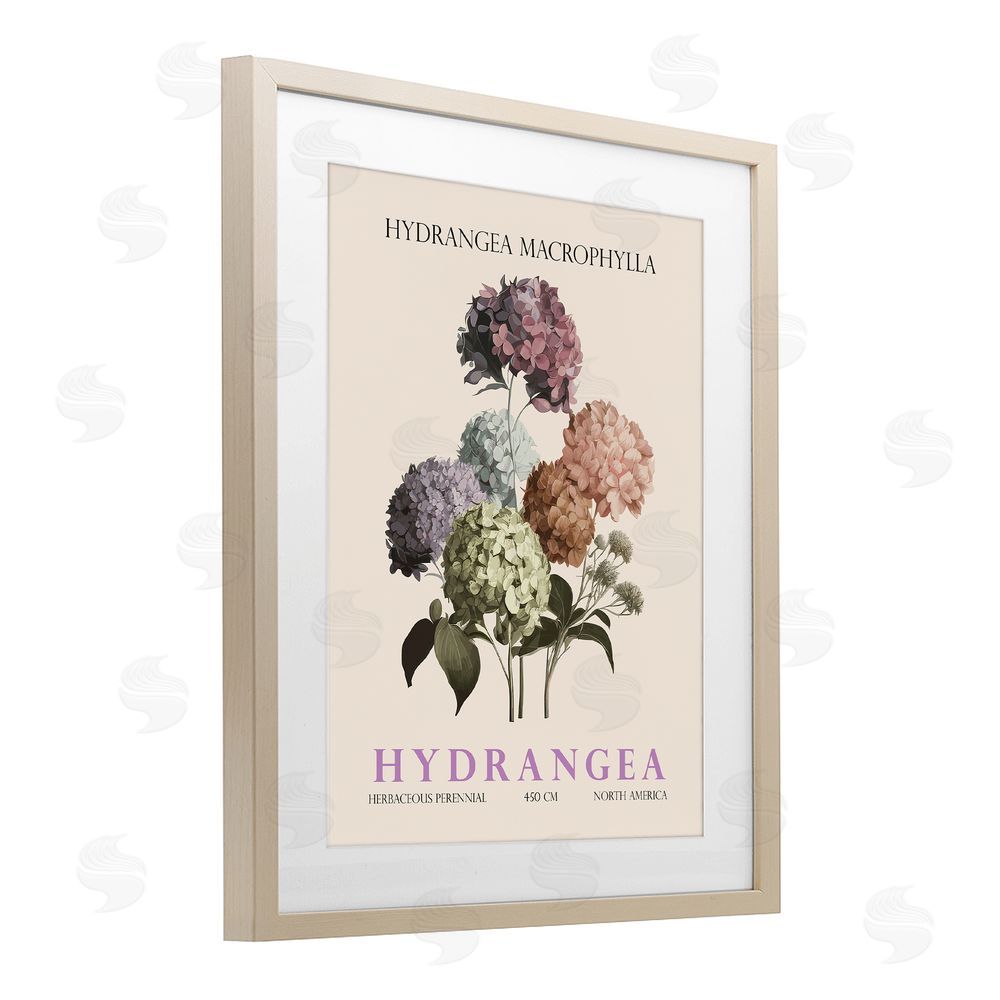 Christopher Giampietro Nature Hydrangea Bundle Birch Framed Print Under Glass Wall Art