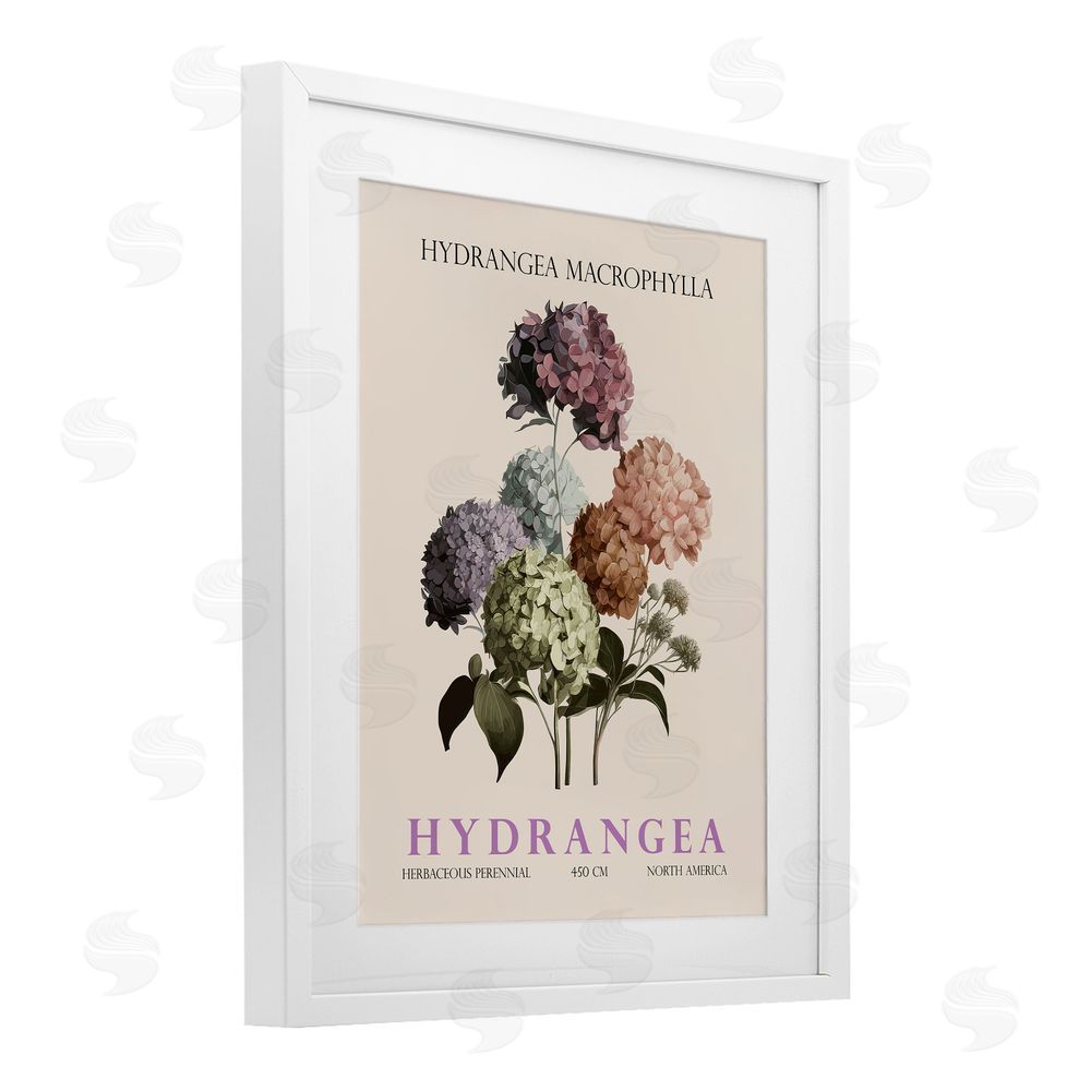 Christopher Giampietro Nature Hydrangea Bundle White Framed Print Under Glass Wall Art