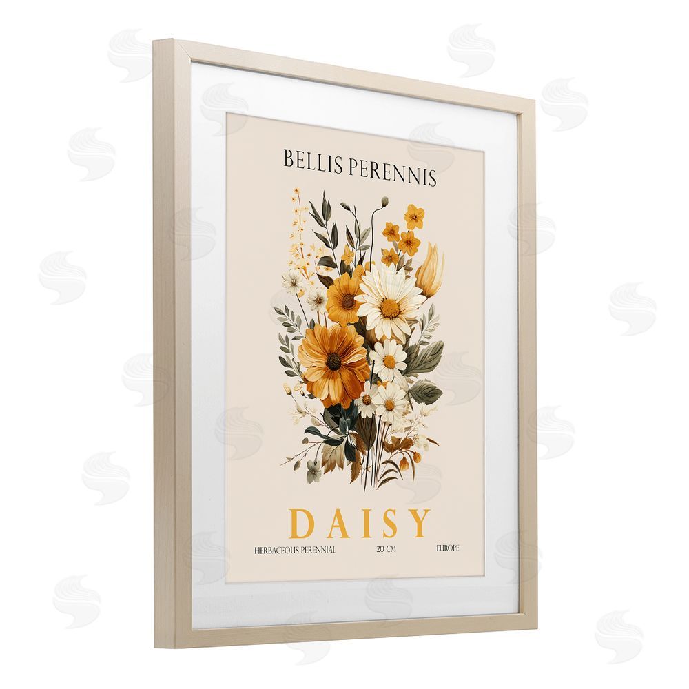 Christopher Giampietro Nature Daisy Bundle Birch Framed Print Under Glass Wall Art