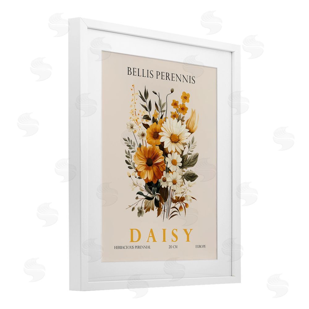 Christopher Giampietro Nature Daisy Bundle White Framed Print Under Glass Wall Art