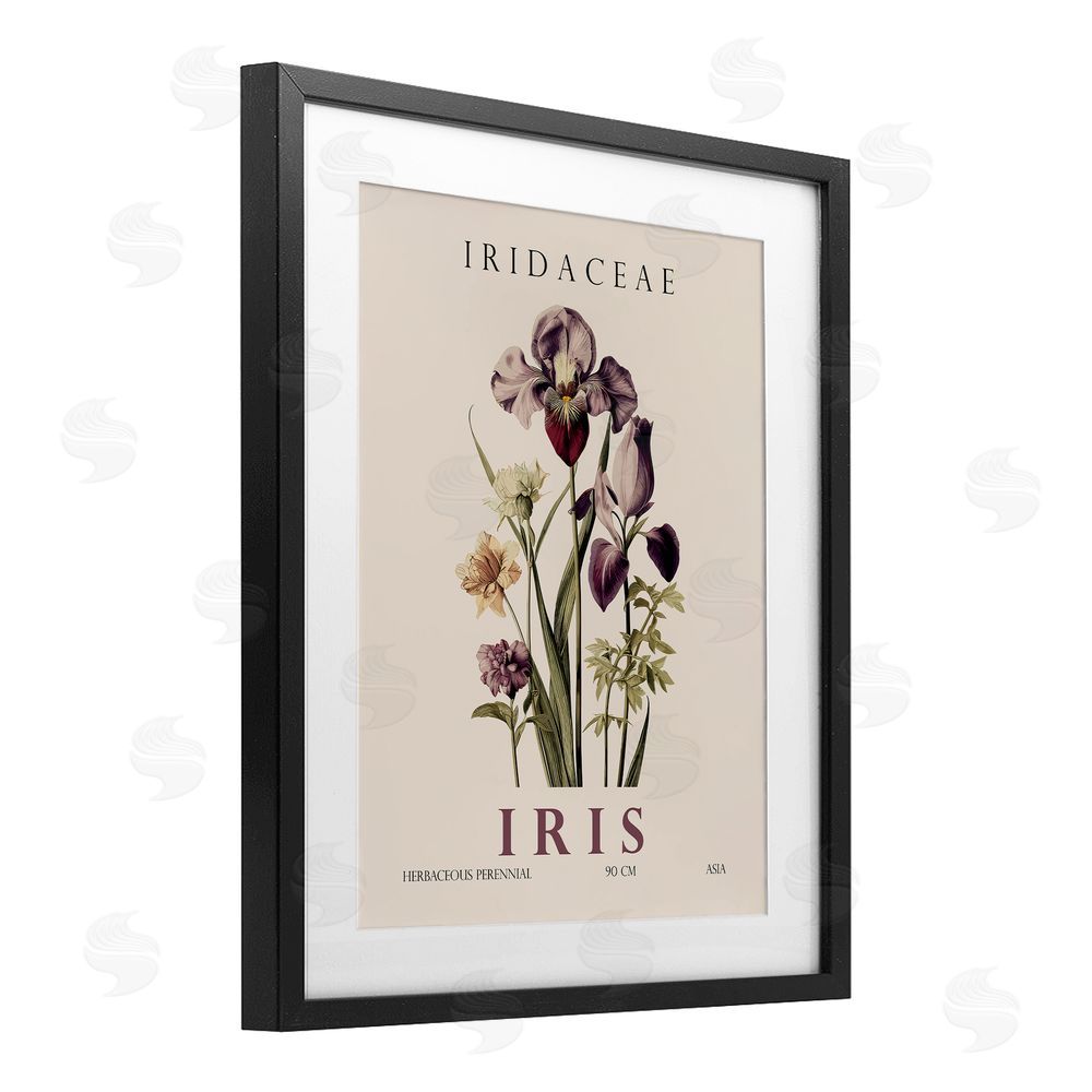 Christopher Giampietro Natural Iris Bundle Black Framed Print Under Glass Wall Art