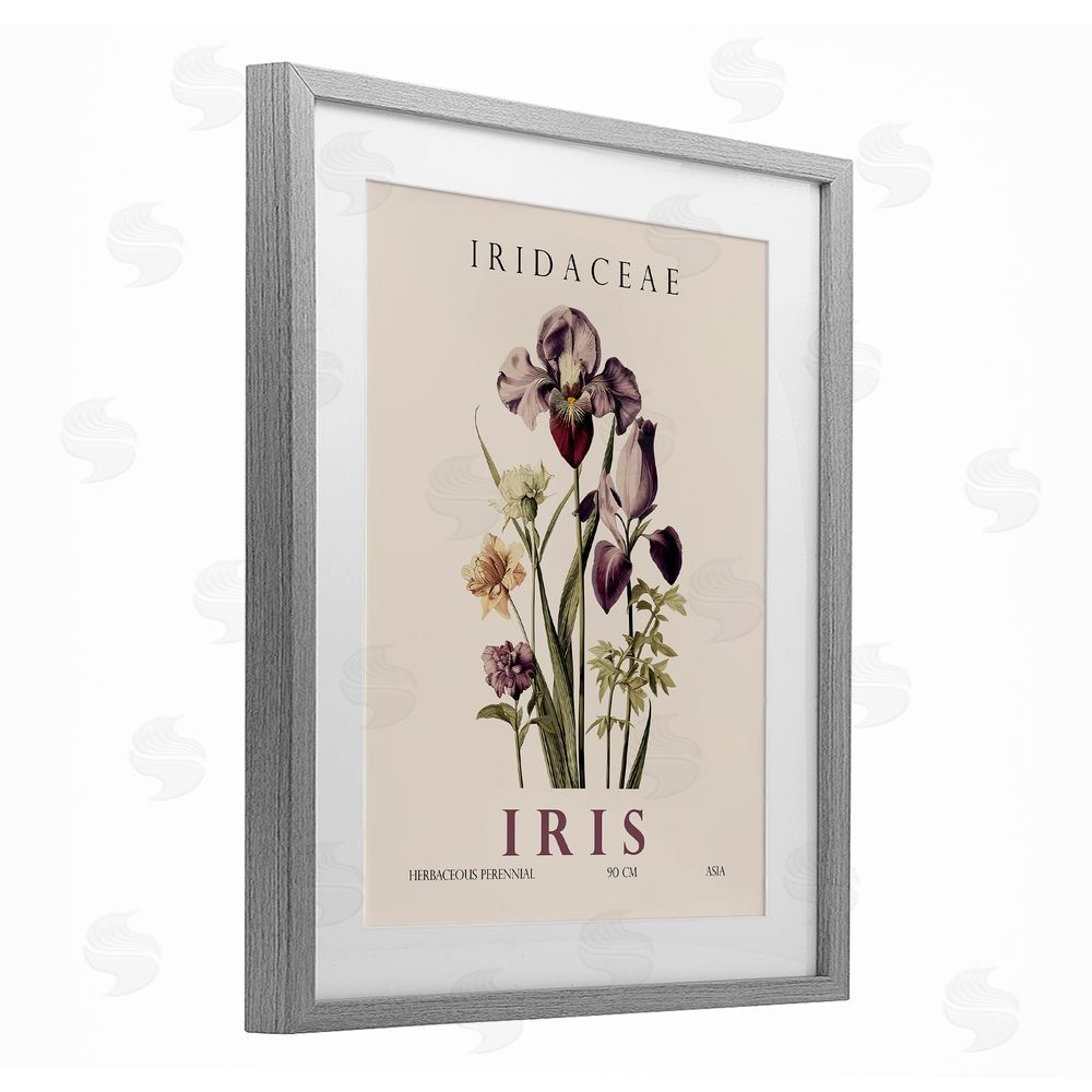 Christopher Giampietro Natural Iris Bundle Gray Framed Print Under Glass Wall Art