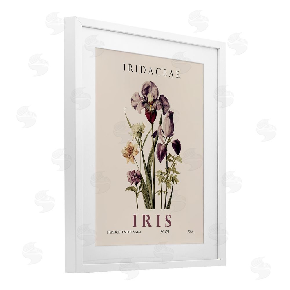 Christopher Giampietro Natural Iris Bundle White Framed Print Under Glass Wall Art