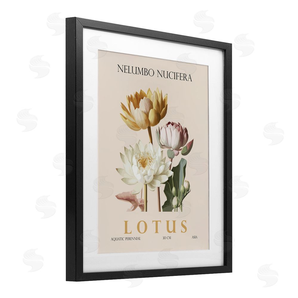 Christopher Giampietro Natural Lotus Bundle Black Framed Print Under Glass Wall Art
