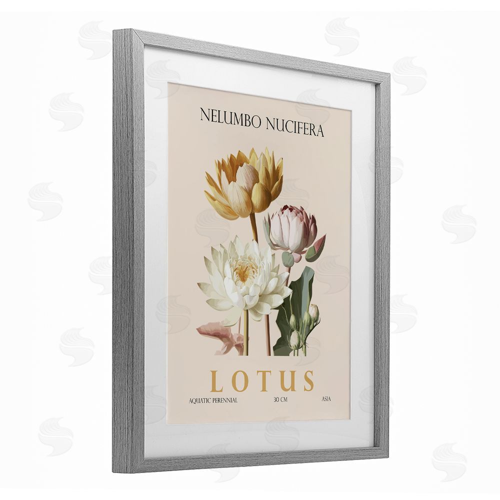 Christopher Giampietro Natural Lotus Bundle Gray Framed Print Under Glass Wall Art