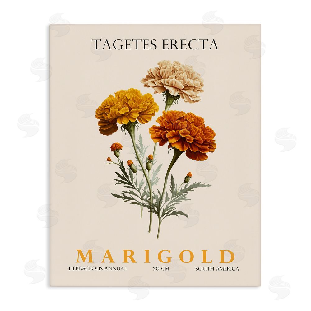 Christopher Giampietro Natural Marigold Bundle Stretched Canvas Wall Art