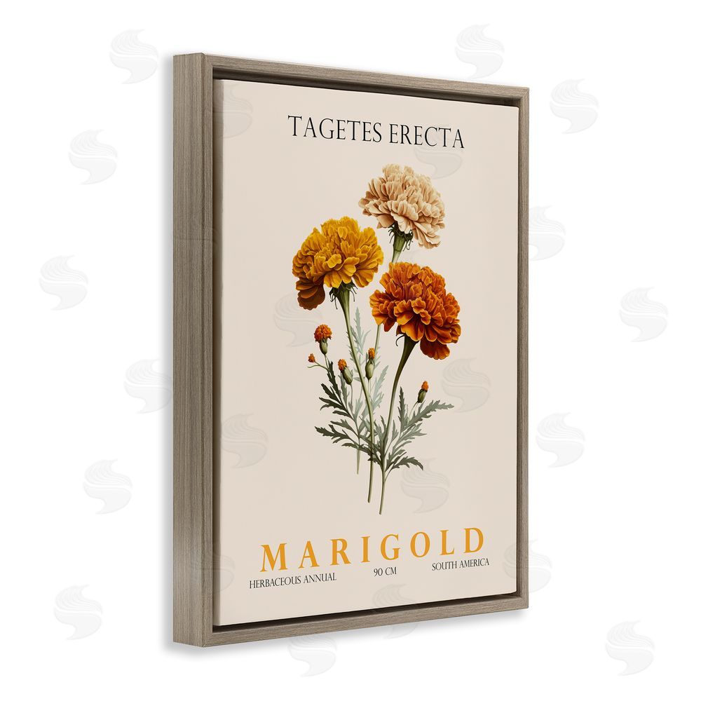 Christopher Giampietro Natural Marigold Bundle Brown Floating Frame Canvas Wall Art Print