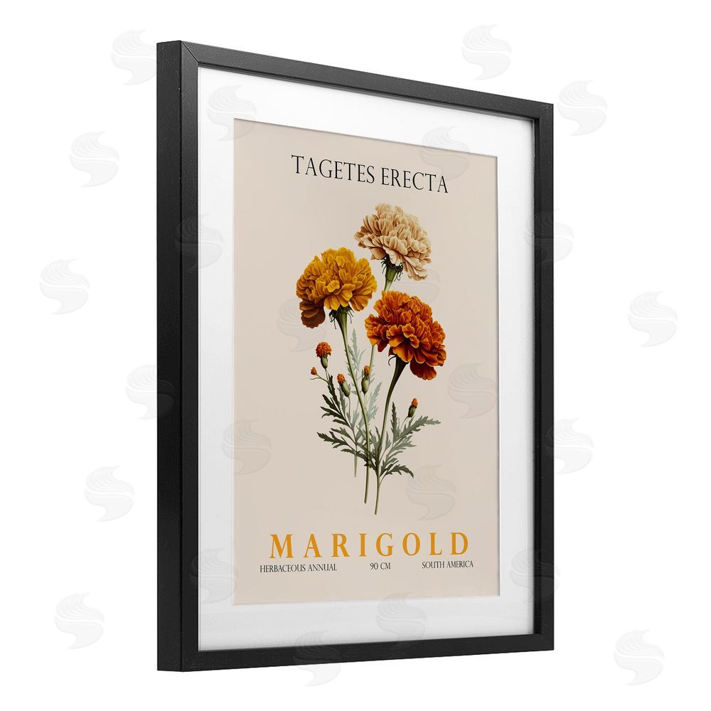 Christopher Giampietro Natural Marigold Bundle Black Framed Print Under Glass Wall Art