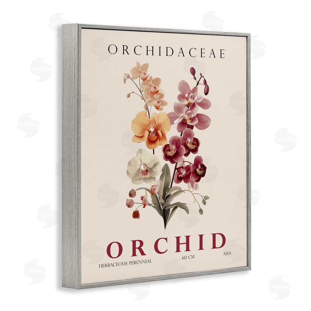 Christopher Giampietro Natural Orchid Bundle Gray Framed Giclee Wall Art Print