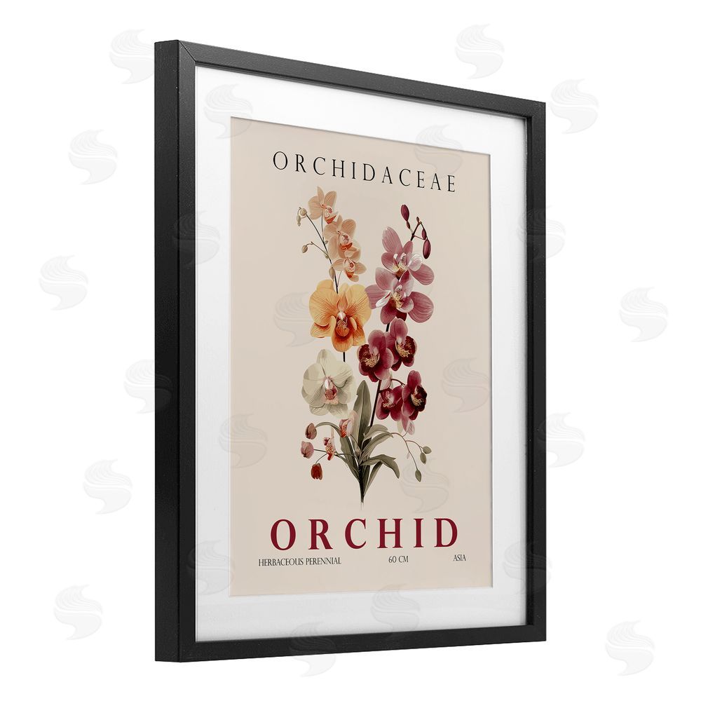 Christopher Giampietro Natural Orchid Bundle Black Framed Print Under Glass Wall Art
