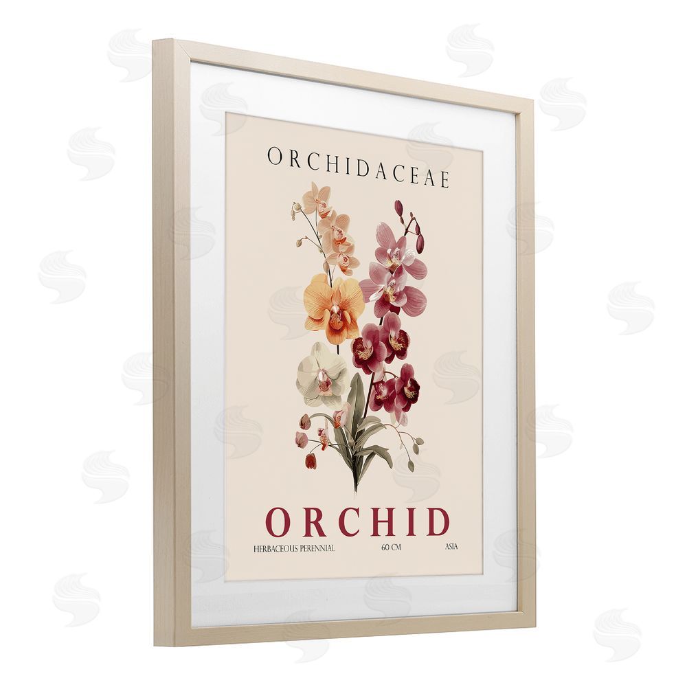 Christopher Giampietro Natural Orchid Bundle Birch Framed Print Under Glass Wall Art