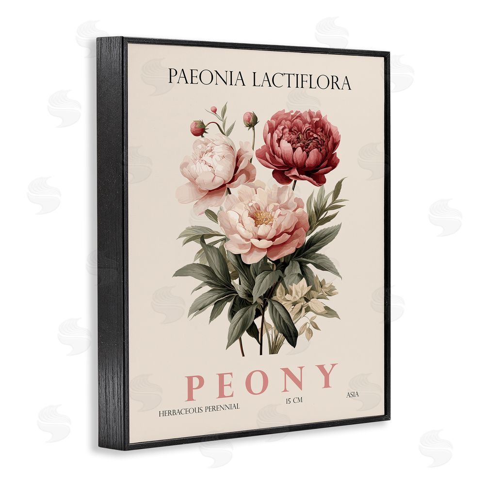 Christopher Giampietro Natural Peony Bundle Black Framed Giclee Wall Art Print