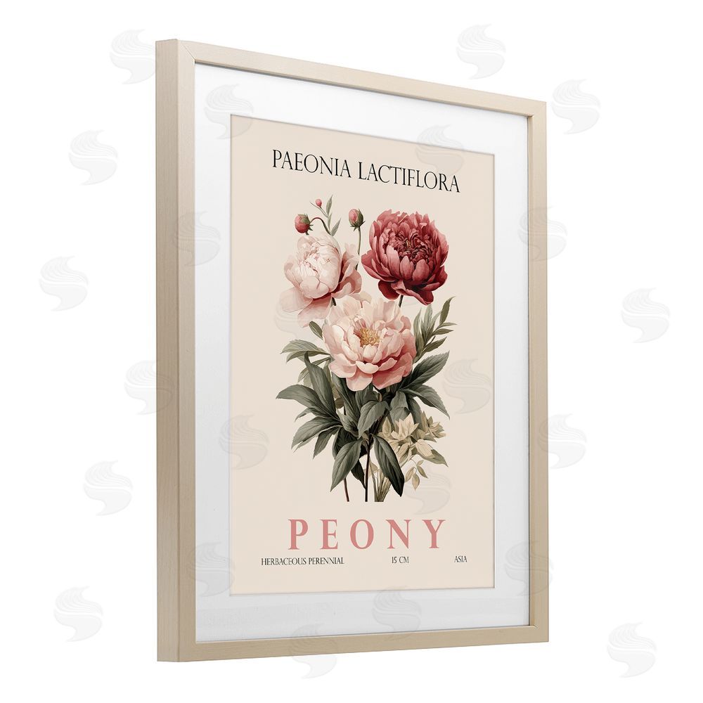 Christopher Giampietro Natural Peony Bundle Birch Framed Print Under Glass Wall Art