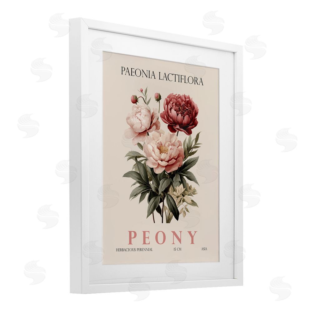 Christopher Giampietro Natural Peony Bundle White Framed Print Under Glass Wall Art