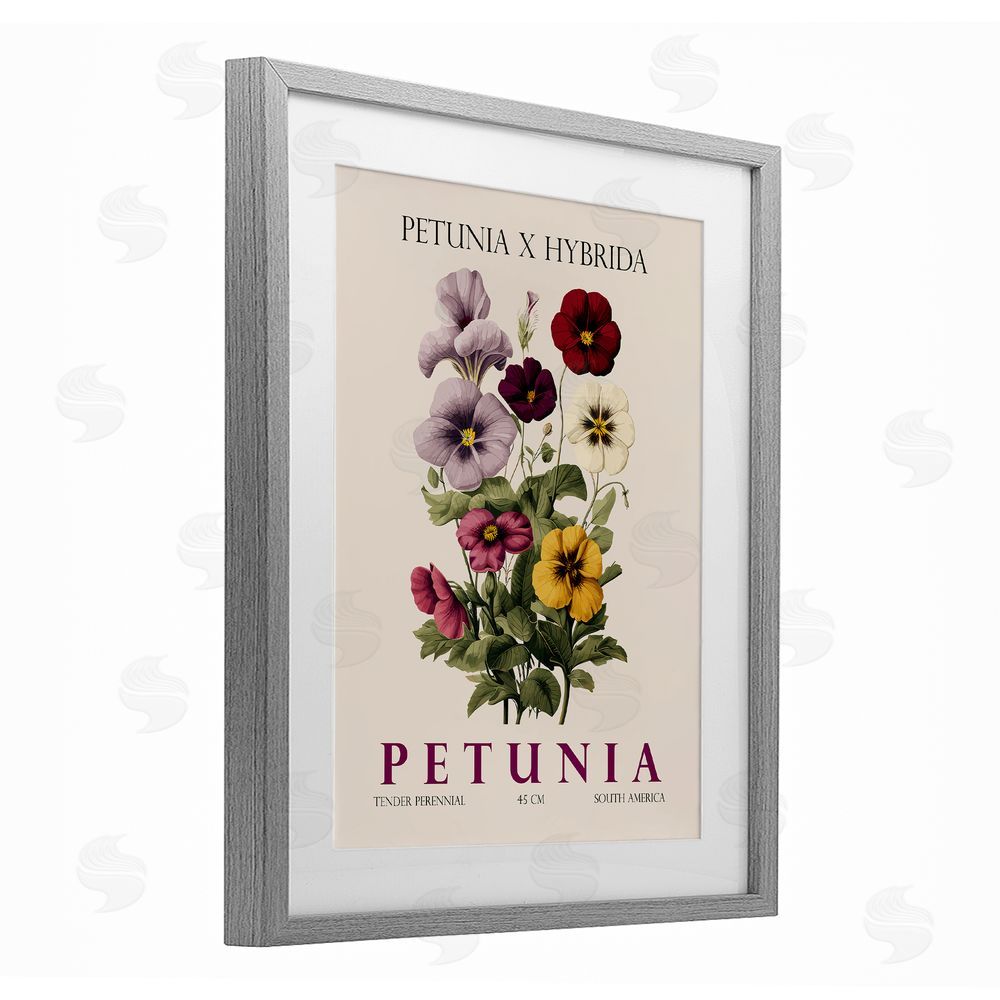 Christopher Giampietro Natural Petunia Bundle Gray Framed Print Under Glass Wall Art