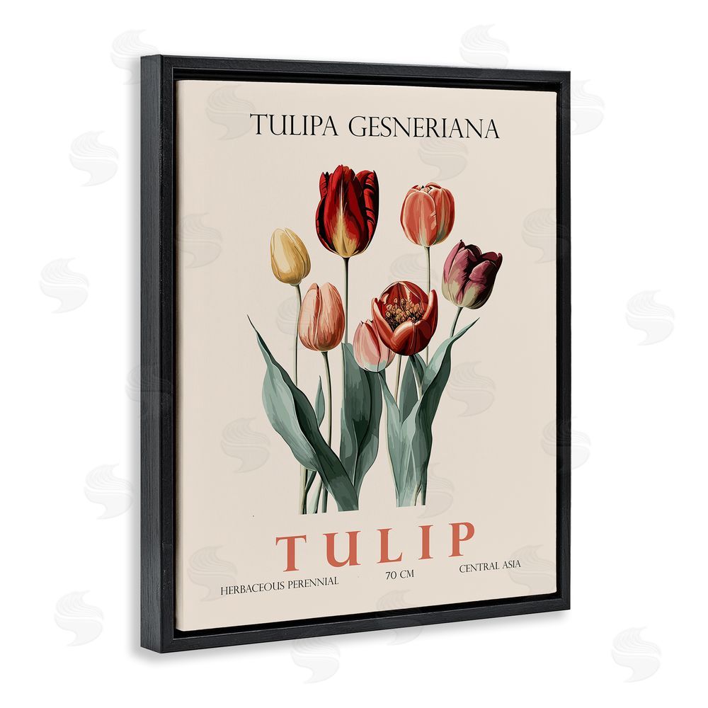 Christopher Giampietro Natural Tulip Bundle Black Floating Frame Canvas Wall Art Print