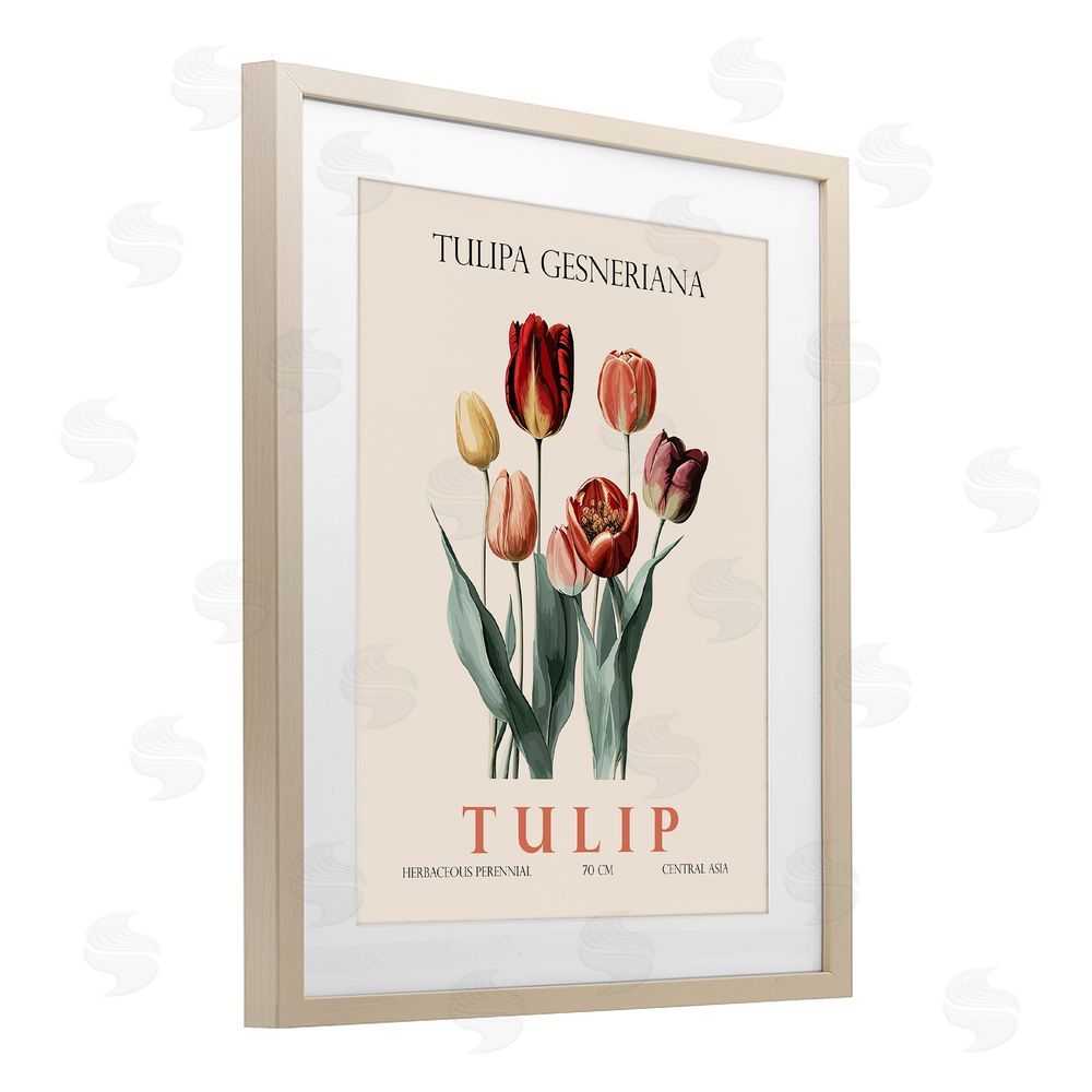 Christopher Giampietro Natural Tulip Bundle Birch Framed Print Under Glass Wall Art