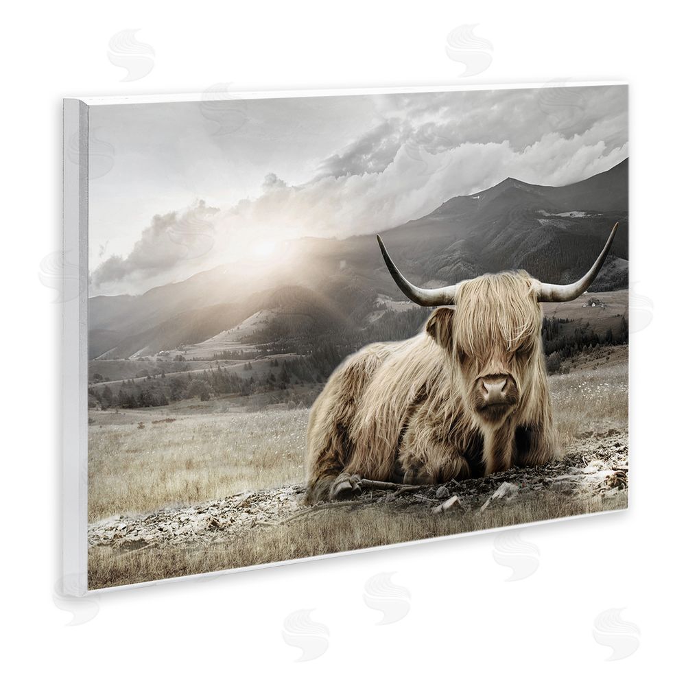 CAD Designs Cattle Resting in Morning Sun Wooden Wall Plaque Art Print