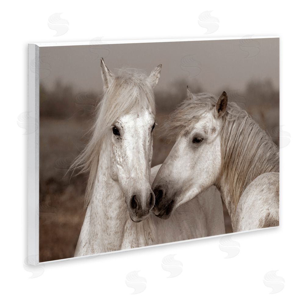 Danita Delimont Gentle Companionship Horses Wooden Wall Plaque Art Print
