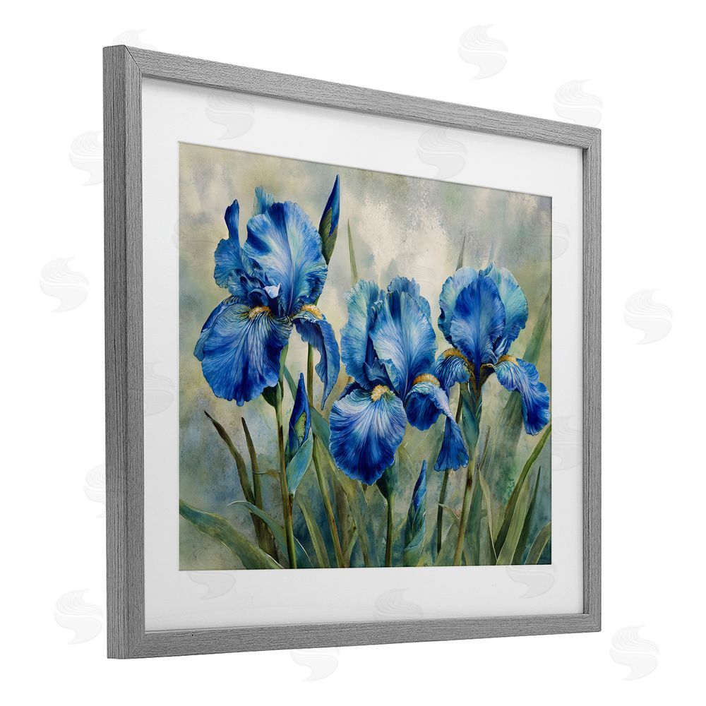 Franklyn Gregory Drawn Blue Iris Flowers Gray Framed Print Under Glass Wall Art