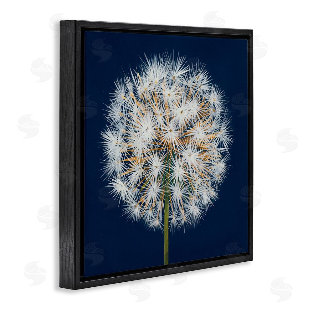 Liz Jardine Dandelion Seed Study Black Floating Frame Canvas Wall Art Print