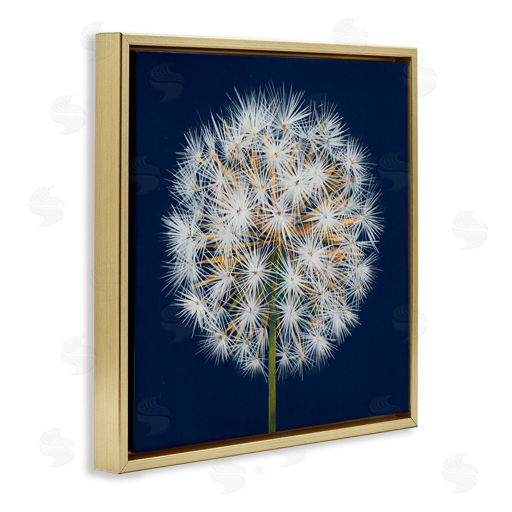 Liz Jardine Dandelion Seed Study Gold Floating Frame Canvas Wall Art Print
