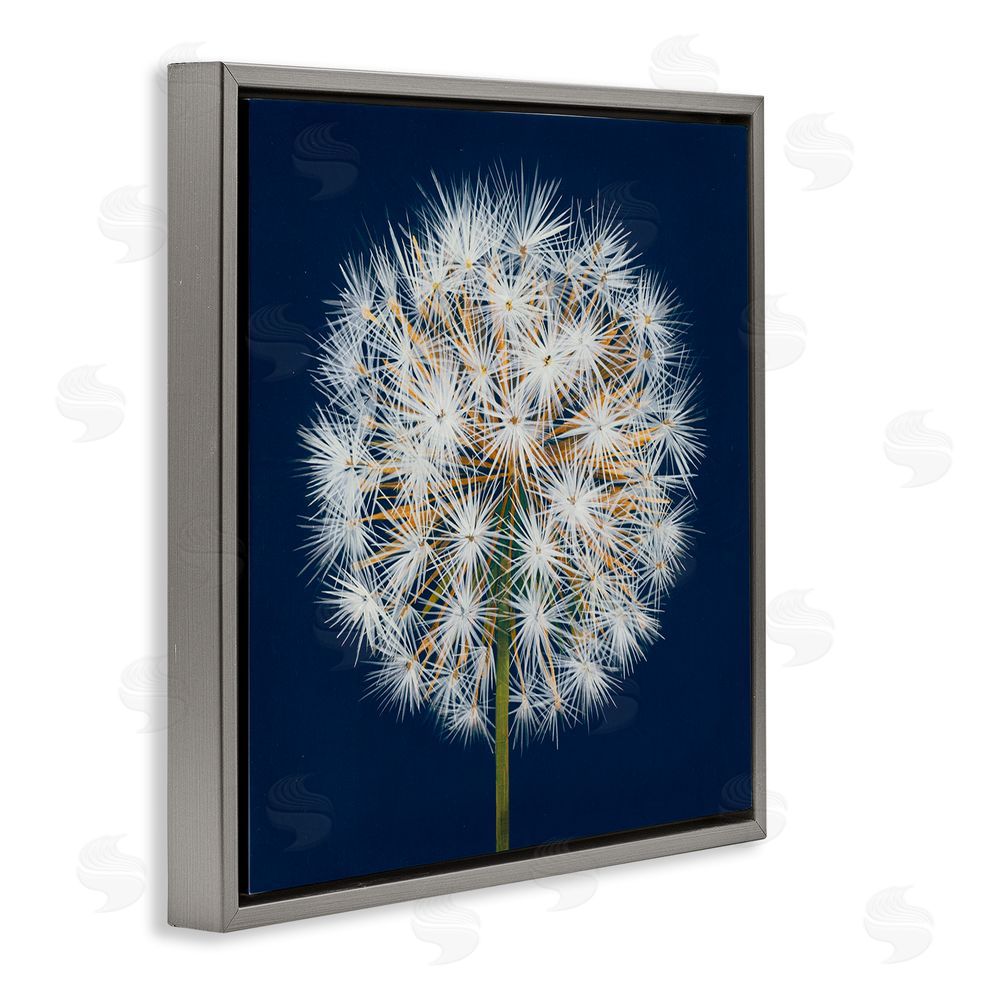 Liz Jardine Dandelion Seed Study Gray Floating Frame Canvas Wall Art Print