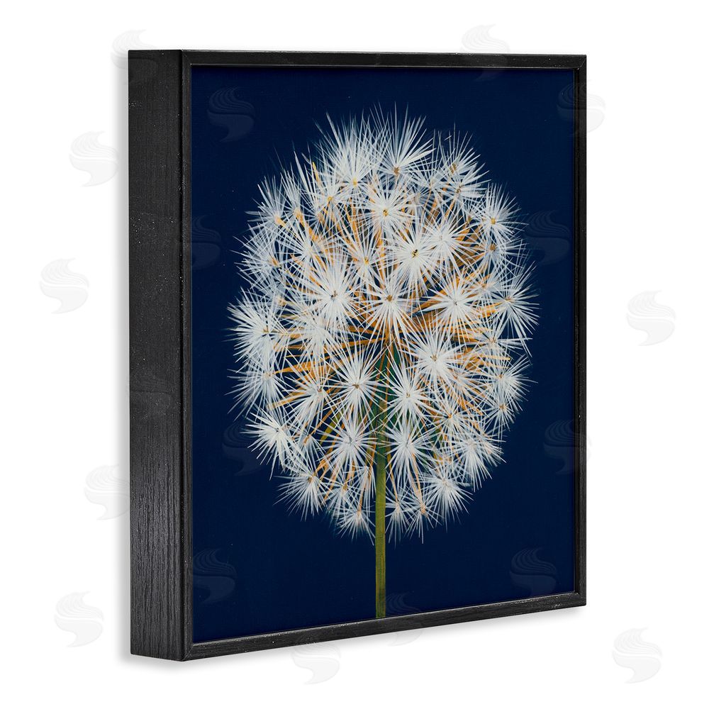 Liz Jardine Dandelion Seed Study Black Framed Giclee Wall Art Print