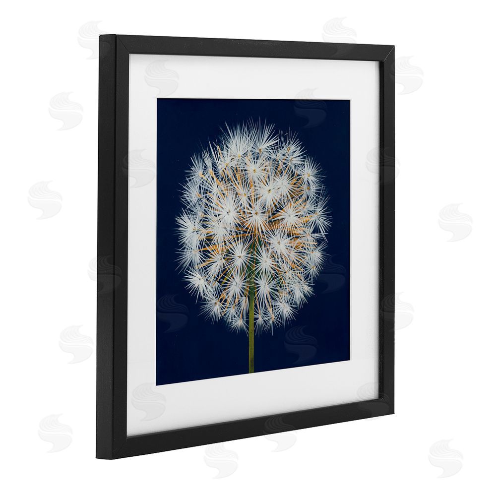 Liz Jardine Dandelion Seed Study Black Framed Print Under Glass Wall Art