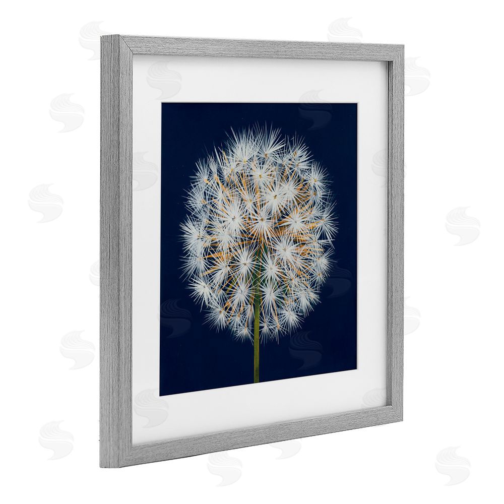 Liz Jardine Dandelion Seed Study Gray Framed Print Under Glass Wall Art