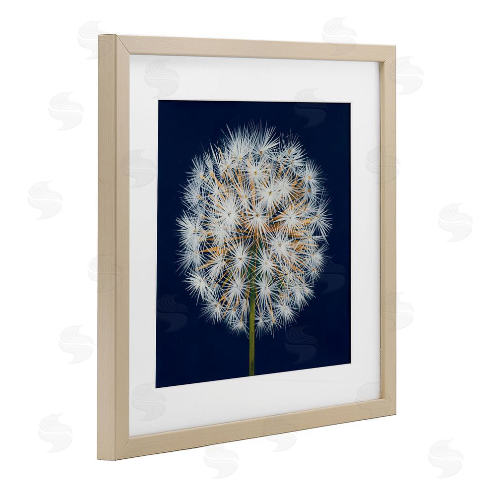 Liz Jardine Dandelion Seed Study Brown Framed Print Under Glass Wall Art