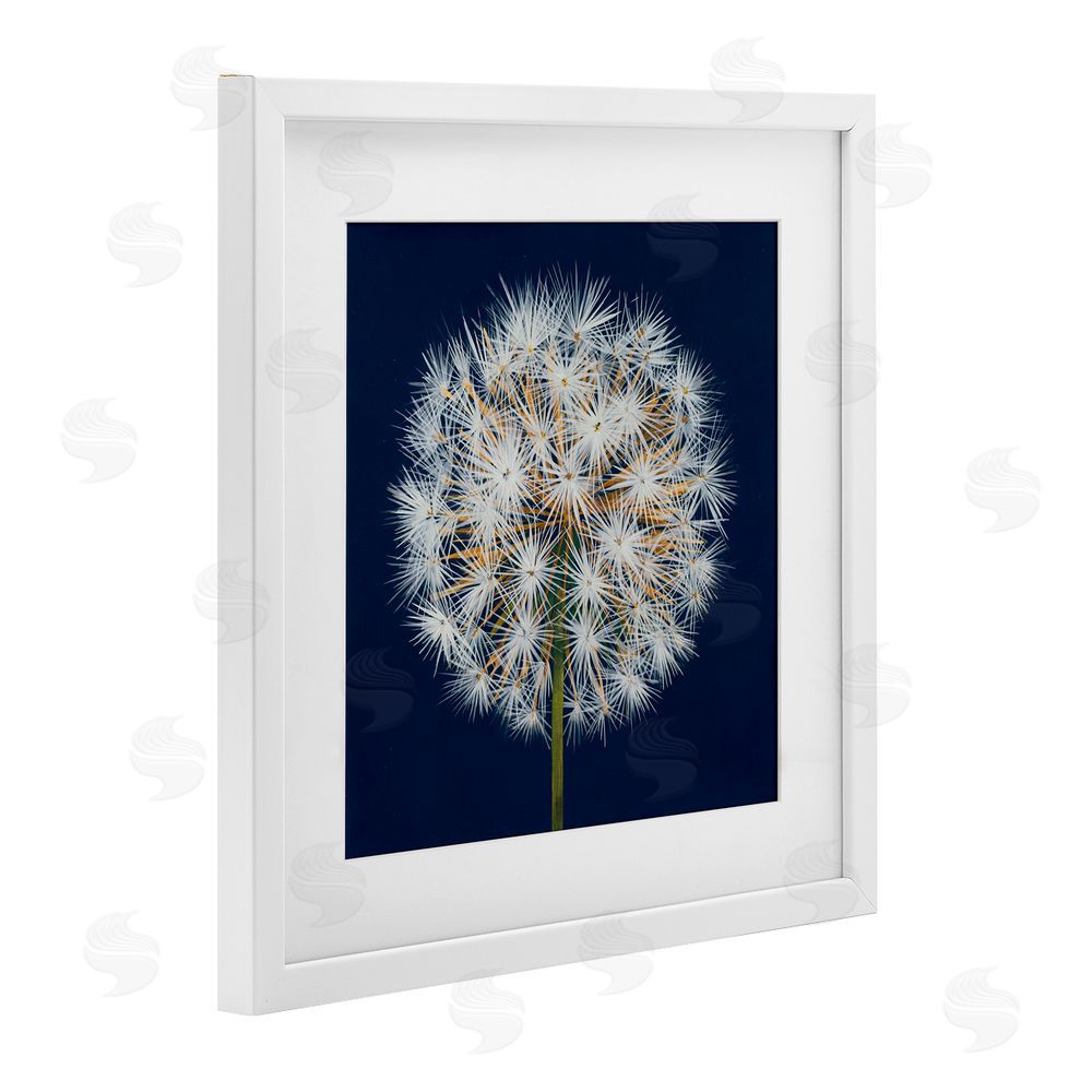 Liz Jardine Dandelion Seed Study White Framed Print Under Glass Wall Art