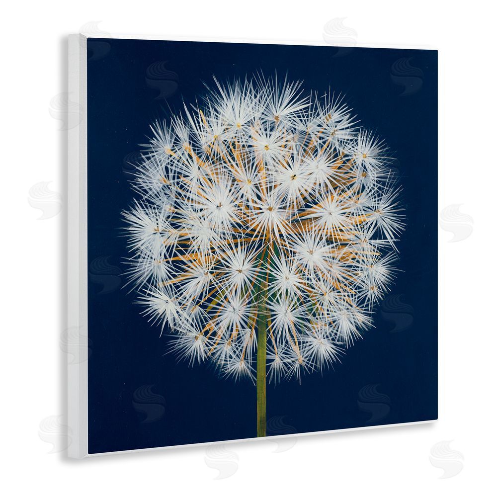 Liz Jardine Dandelion Seed Study Wooden Wall Plaque Art Print