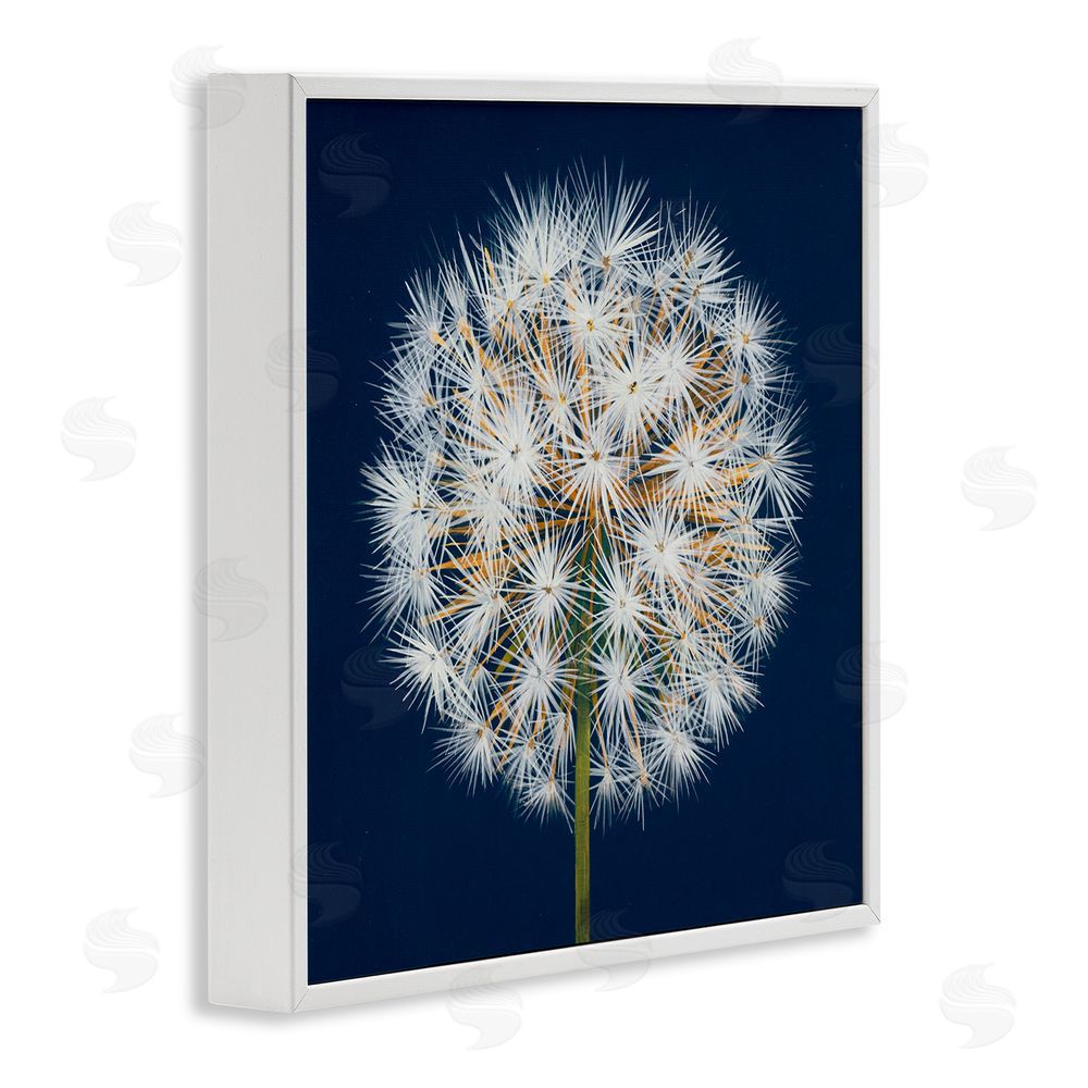 Liz Jardine Dandelion Seed Study White Framed Giclee Wall Art Print