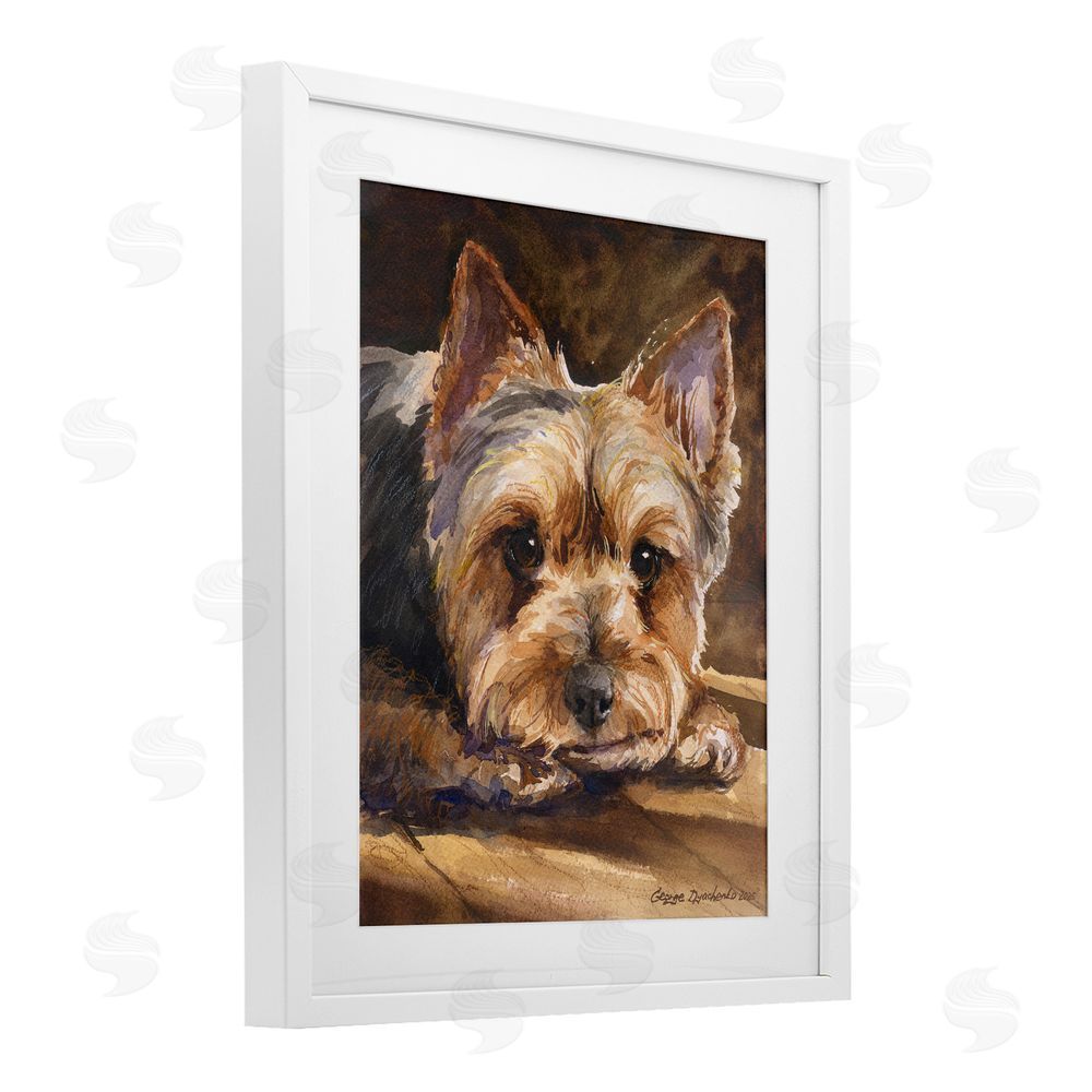George Dyachenko Yorkshire Terrier Portrait White Framed Print Under Glass with Matting Wall Art