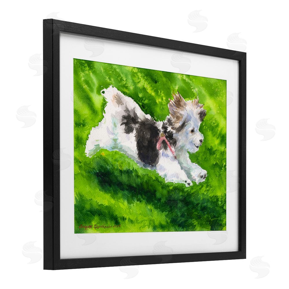 George Dyachenko Happy Maltipoo Running Black Framed Print Under Glass with Mat Wall Art