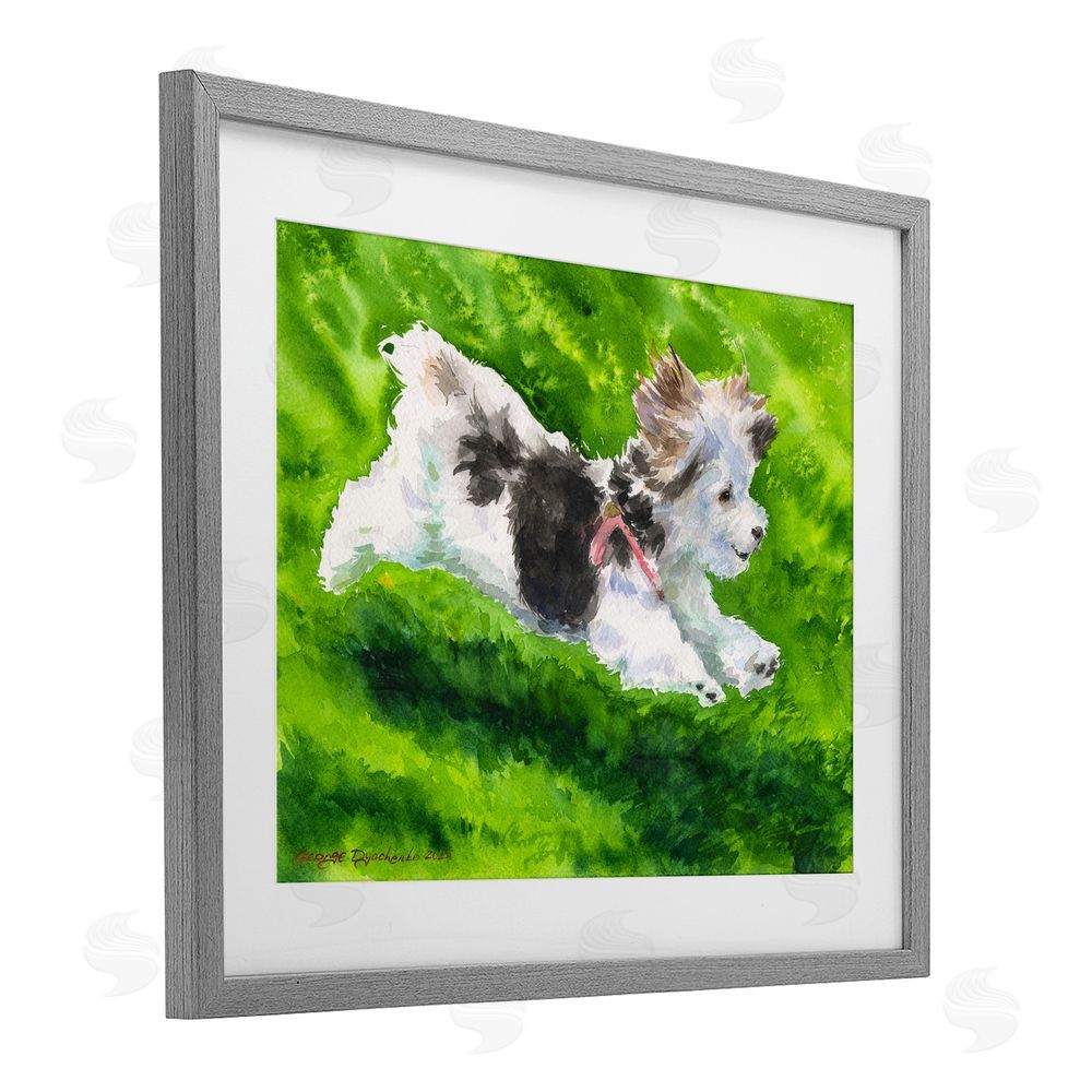 George Dyachenko Happy Maltipoo Running Gray Framed Print Under Glass with Mat Wall Art