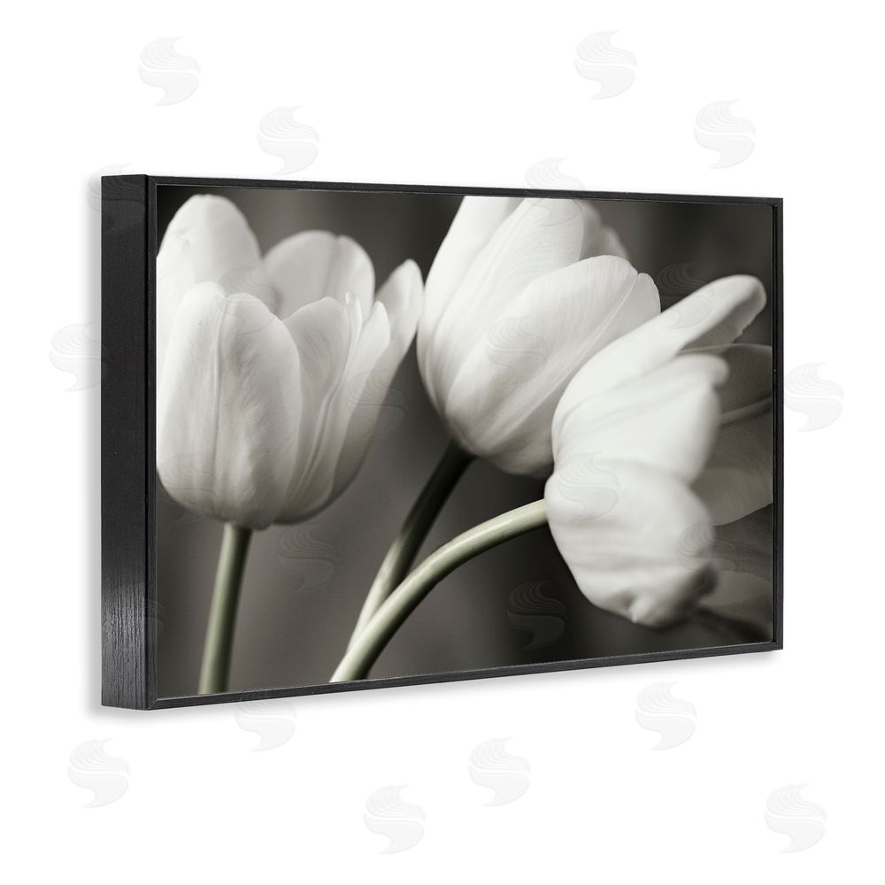 Tom Quartermaine Row Of Monochrome Tulips Black Framed Giclee Wall Art Print