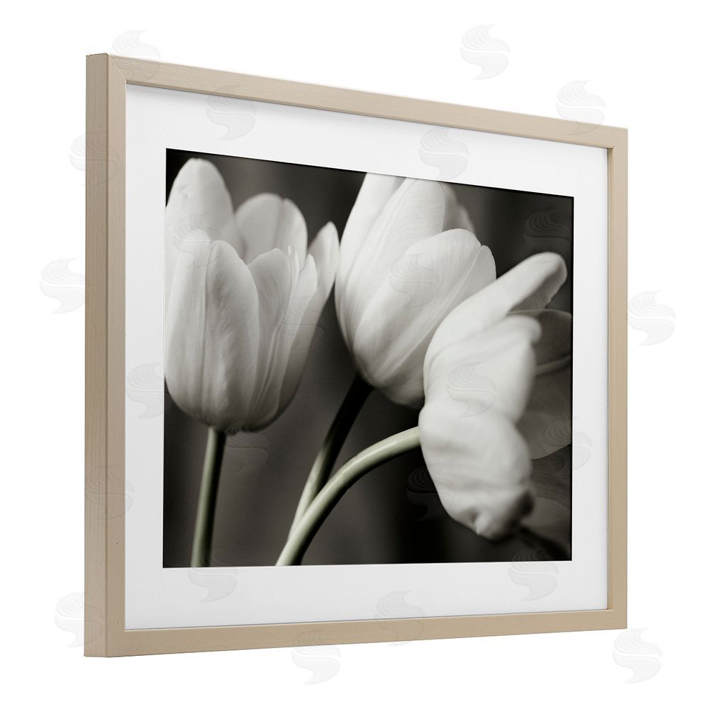 Tom Quartermaine Row Of Monochrome Tulips Brown Framed Print Under Glass Wall Art