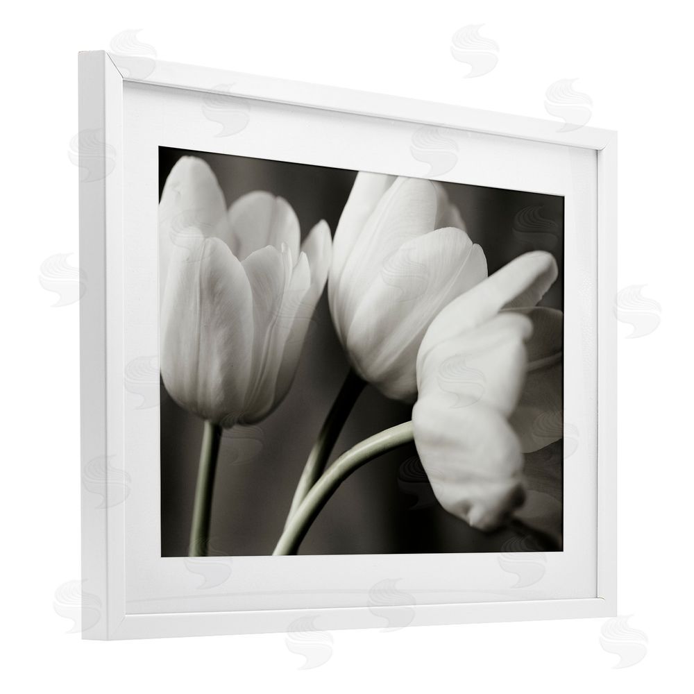 Tom Quartermaine Row Of Monochrome Tulips White Framed Print Under Glass Wall Art