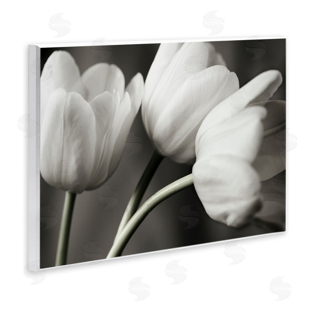 Tom Quartermaine Row Of Monochrome Tulips Wooden Wall Plaque Art Print