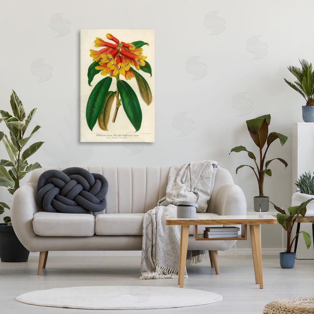 Print Collection Orange Yellow Rhododendron